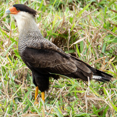 The Crested Caracara looks like a hawk with its sharp beak and talons, behaves like a vulture, and is technically a large tropical black-and-white falcon.