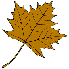Single maple leaf illustration