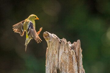 Female Goldfinch lighting on perch