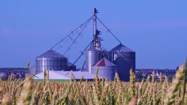 Ripen yellow wheat field and mill plant during summer in the Canadian countryside. View of agriculture wheat field with milling factory nearby. Wheat farm and crops moving from wind. Food concept.