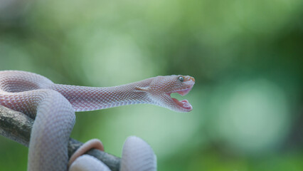 Snake on a branch