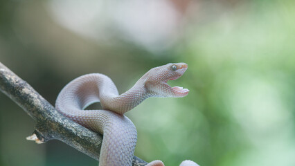 green lizard on a tree