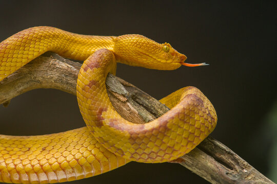 snake in a tree