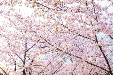 Japanese pink sakuraa blossom blooming flower on tree branch