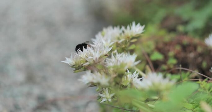 Bumblebee looking for nectar on white flower, macro close up