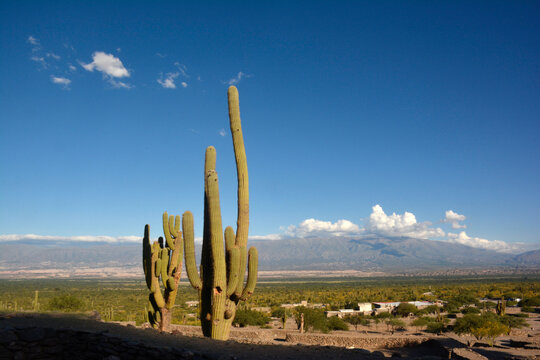 Cactus cacto valles calchaquies paisaje