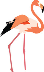 White Pink Flamingo curled heart shaped neck and standing posture, legs close, raise one leg, Isolated on white background. This has clipping path.