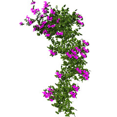 purple flower vines