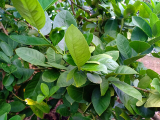 Obraz premium Lemon leaves in horizontal photo. Fruitless orange branch with green leaves in the morning