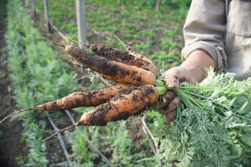 Paquete de zanahorias cosechado en el campo, producido de manera organica y sustentable