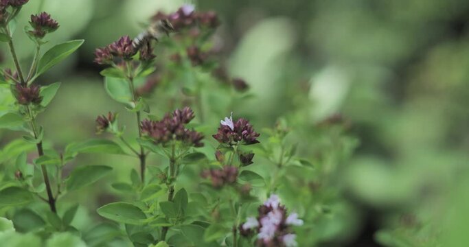 Bee crawling on brown flowers, close up macro