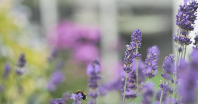 Bublebee on purple flower flying of, close up macro
