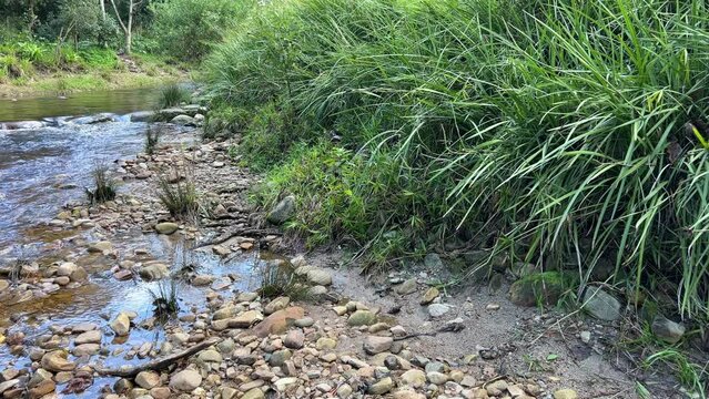 Dog by the riverside with dense thick bushy vegetation