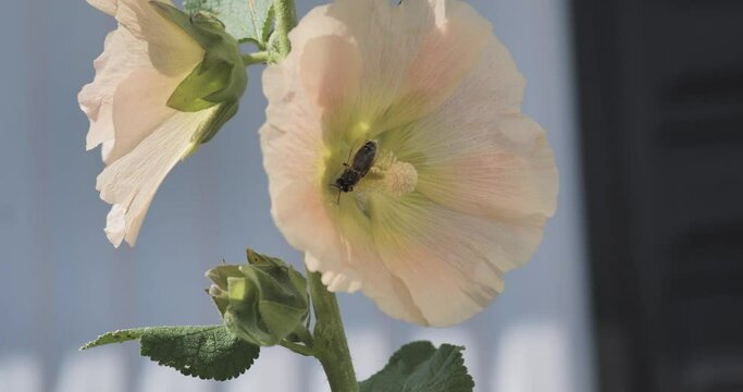 Bee inside a pink and beige flower flying away, close up