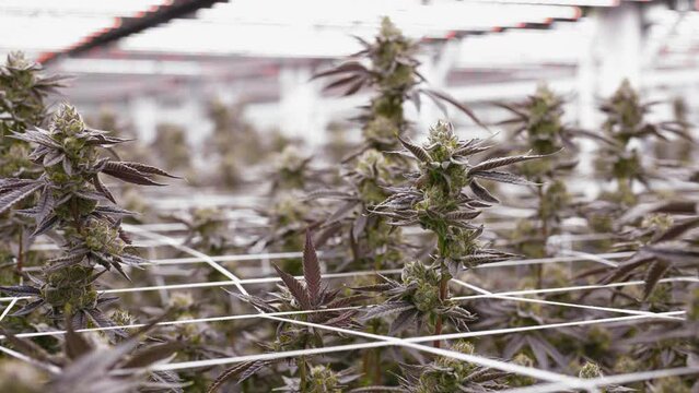 Circling shot over organic Cannabis bubs growing indoors, California. Close-up