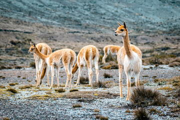 Manada de vicu&ntilde;as en el volc&aacute;n Chimborazo. Chimborazo - Ecuador
