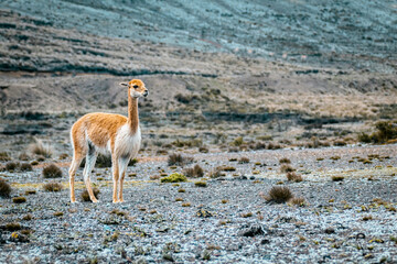 Vicu&ntilde;a en el volc&aacute;n Chimborazo. Chimborazo - Ecuador