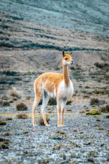 Vicu&ntilde;a en el volc&aacute;n Chimborazo. Chimborazo - Ecuador