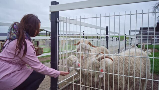 The fluffy charm of angora goats: Farm therapy
