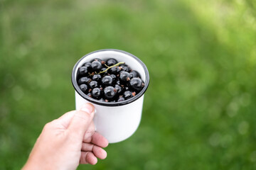 Womans hand hol cup of fresh black currant on summer garden background. Summer harvest concept. © lelechka