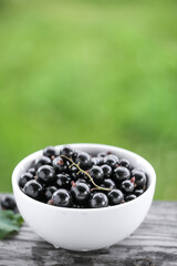 White bowl with fresh black currant at summer garden blurred background. Copy space for text