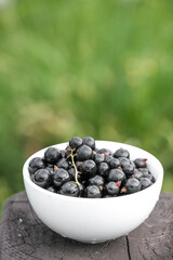 White bowl with fresh black currant at summer garden blurred background. Copy space for text