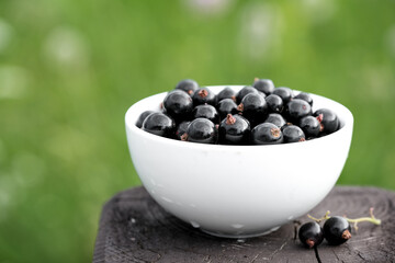 White bowl with fresh black currant at summer garden blurred background. Copy space for text