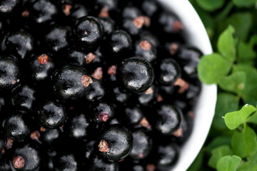 Fresh black currant abstract background. Macro berries.