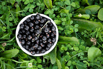 Fresh black currant on in a white bowl. Handful of berries on the wooden table.