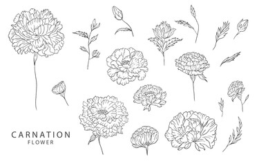 flower collection with line carnation element.Vector illustration for icon,sticker,printable,tattoo