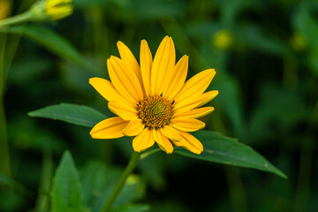 Fine wild growing flower aster false sunflower on background meadow