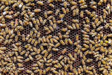 Abstract hexagon structure is honeycomb from bee hive filled