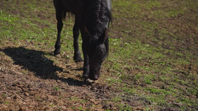 Black horse with long mane smells dirt grazing on pasture