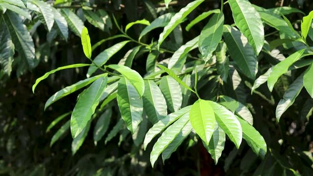 Green leaves at the garden blowing breeze by the wind