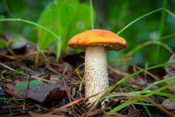 Mushroom Leccinum Aurantiacum (Orange-Cap Boletus).
Leccinum aurantiacum  growing in forest 