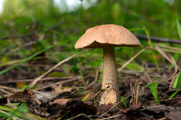 Mushroom Leccinum Aurantiacum (Orange-Cap Boletus).
Leccinum aurantiacum  growing in forest 