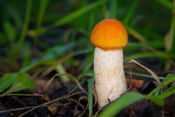 Mushroom Leccinum Aurantiacum (Orange-Cap Boletus).
Leccinum aurantiacum  growing in forest 