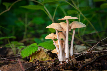 Close-up of small toadstool mushrooms in the forest.