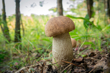 Mushroom Leccinum Aurantiacum (Orange-Cap Boletus).
Leccinum aurantiacum  growing in forest 
