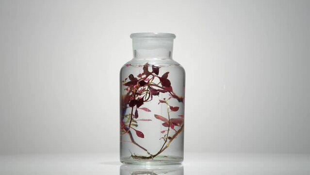 Slow motion shot of a laboratory flask containing a sample of a red leafy seaweed and a transparent solution on a white background. Seaweed is a famous hydrating ingredient in skincare products.