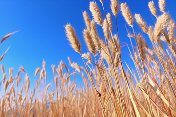 Dry wheatgrass against blue sky
