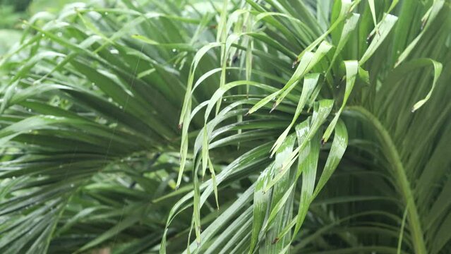 rain droplets falling on palm tree leaves during tropical rain
