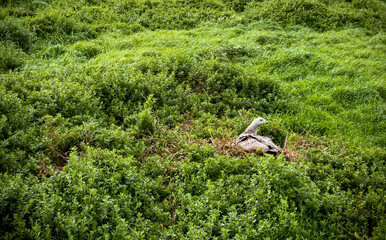 Cape Barren Goose sitting amongst the grass at The Nobbies on Phillip Island, Victoria, Australia
