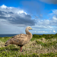 Cape Barren Goose profile view in Summerlands on Phillip Island, Victoria, Australia.