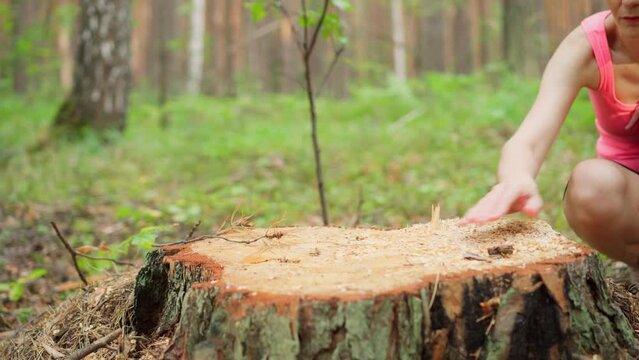 An activist girl touches the stump of a freshly cut tree in the forest with her hand. Deforestation. Protection of nature and the environment.