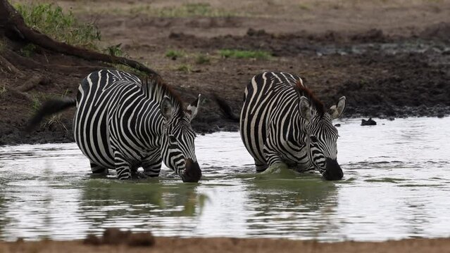 Zebras drinking whilst standing in deep water.