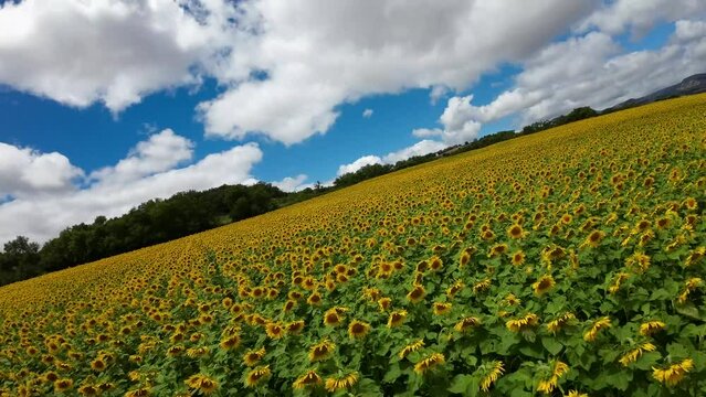 A drone flying over a field of yellow sunflowers, the sky is blue, and there are white clouds, it looks like a fairy tale. Cinematic image in slow motion