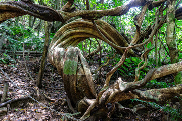 奄美の植物。モダマの幹。