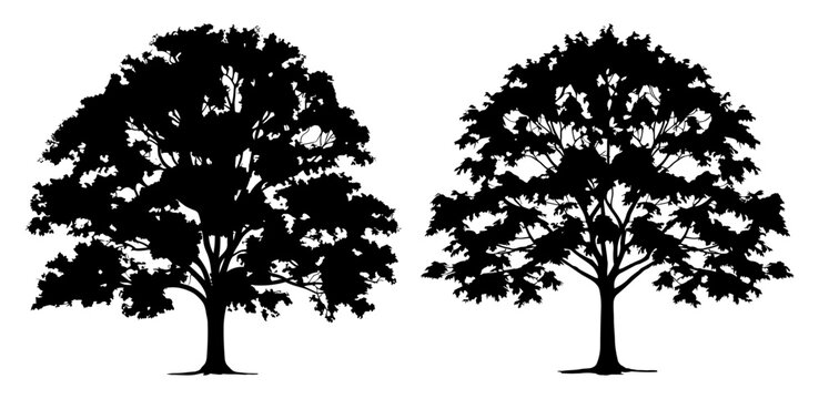 maple tree silhouette set illustration