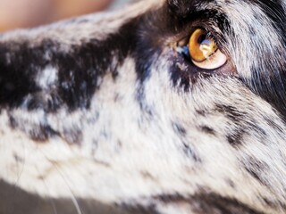Face of a dog With Brown eyes closeup 